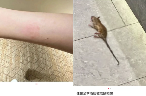正规股票配资app 女子入住酒店称被老鼠咬醒！酒店愿赔5000但要求封口，当事人拒绝